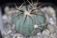 Echinocactus horizonthalonius VZD 725